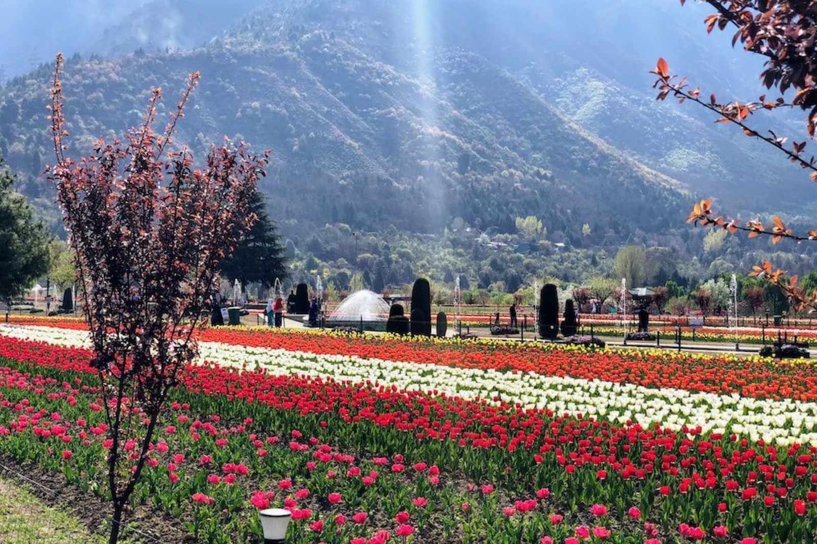 tulip garden